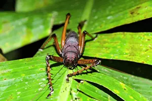 Renato Granieri: Giant Rainforest Bush Cricket on leaf