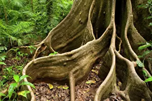 Giant rainforest tree - buttress roots in tropical