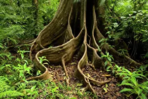 Buttress: Giant rainforest tree - buttress roots in tropical