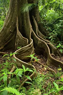 Buttress: Giant rainforest tree - buttress roots in tropical