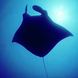 Indonesian: Giant ray manta ray (Manta birostris), Devil ray
