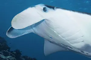 Station: Giant ray manta ray (Manta birostris) hovers at