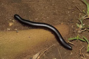 Trains: Giant red-legged African millipede Ephibolus pulchripes