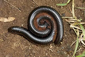 Trains: Giant red-legged African millipedes Ephibolus pulchripes