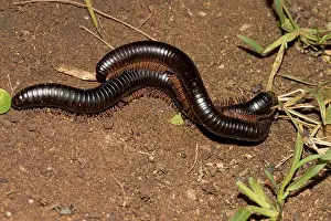 Trains: Giant red-legged African millipedes Ephibolus pulchripes