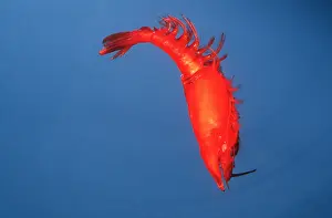 Ken Lucas: GIANT RED MYSID - Crustacean
