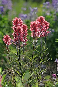 Castilleja: Giant Red Paintbrush