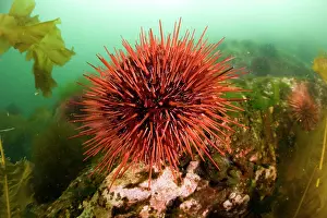 Echinoderms: Giant Red Sea Urchin - Vancouver Island British Columbia Can