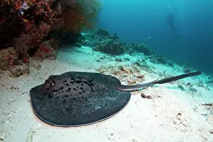 Meyeni: Giant Reef Ray