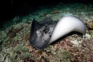 Meyeni: Giant Reef Ray