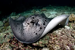 Meyeni: Giant Reef Ray