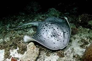 Meyeni: Giant Reef Ray