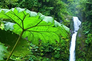 Rhubarb: Giant Rhubarb, La Paz Waterfall, La Paz River, The