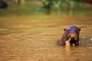 Fisher: Giant River Otter