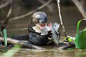 Fisher: Giant River Otter