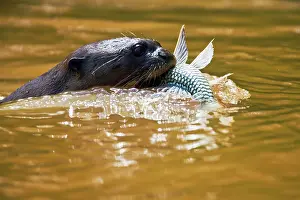 Fisher: Giant River Otter