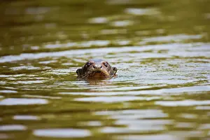 Fisher: Giant River Otter