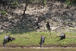 Pteronura: Giant River Otter