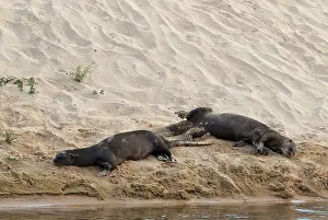 Pteronura: Giant River Otter