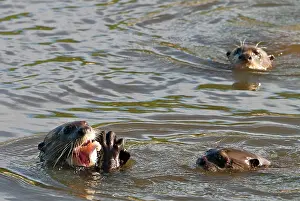 Pteronura: Giant River Otter