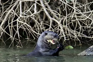 Pteronura: Giant River Otter feeding on fish