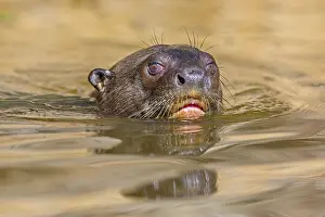 Pteronura: Giant River Otter (Pteronura brasiliensis) clos