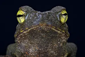 Bufo: Giant river toad (Phrynoidis aspera), Indonesia