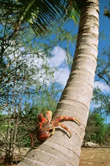 Robber: Giant Robber / Coconut Crab