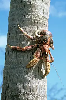 Robber: Giant Robber / Coconut Crab