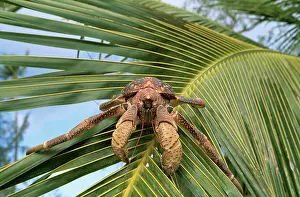 Robber: Giant Robber / Coconut Crab