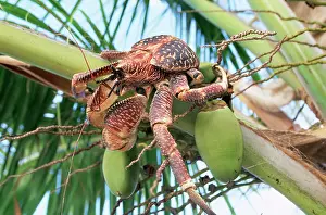 Robber: Giant Robber / Coconut Crab
