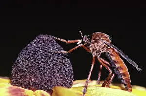 Robber: Giant Robberfly