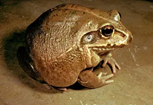 Cannibal: Giant / Round frog - a cannibal species