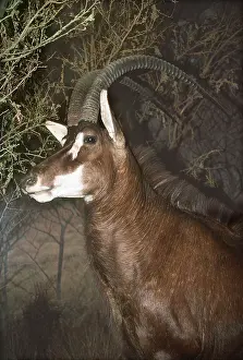 Sable: GIANT SABLE ANTELOPE