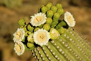 Saguaros: Giant Saguaro - With buds and flowers