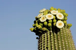 Saguaros: Giant Saguaro - With buds and flowers