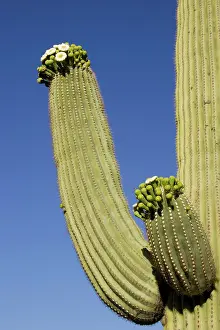 Saguaros: Giant Saguaro - With buds and flowers