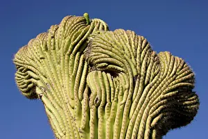 Rarity: Giant Saguaro - The 'Crested Saguaro' is a rarity