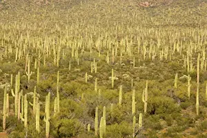 Saguaros: Giant Saguaro - Masses of Saguaro in the low-lying
