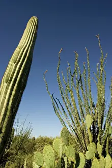 Pears: Giant Saguaro, Ocotillo (Fouquieria splendens)