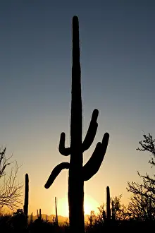 Saguaros: Giant Saguaro - Symbol of the American Southwest