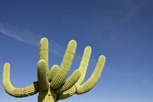 Saguaros: Giant Saguaro - Symbol of the American Southwest