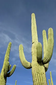 Saguaros: Giant Saguaro - Symbol of the American Southwest