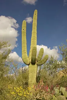 Saguaros: Giant Saguaro - Symbol of the American Southwest