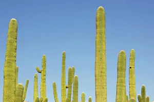 Saguaros: Giant Saguaro - Symbol of the American Southwest