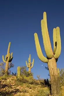 Saguaros: Giant Saguaro - Symbol of the American Southwest