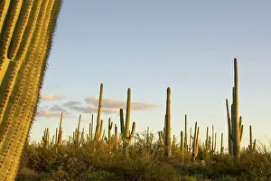 Saguaros: Giant Saguaro - Symbol of the American Southwest