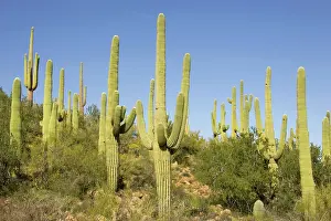 Saguaros: Giant Saguaro - Symbol of the American Southwest