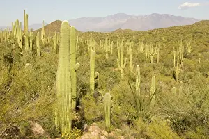 Saguaros: Giant Saguaro - Symbol of the American Southwest