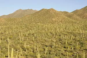 Saguaros: Giant Saguaro - Symbol of the American Southwest